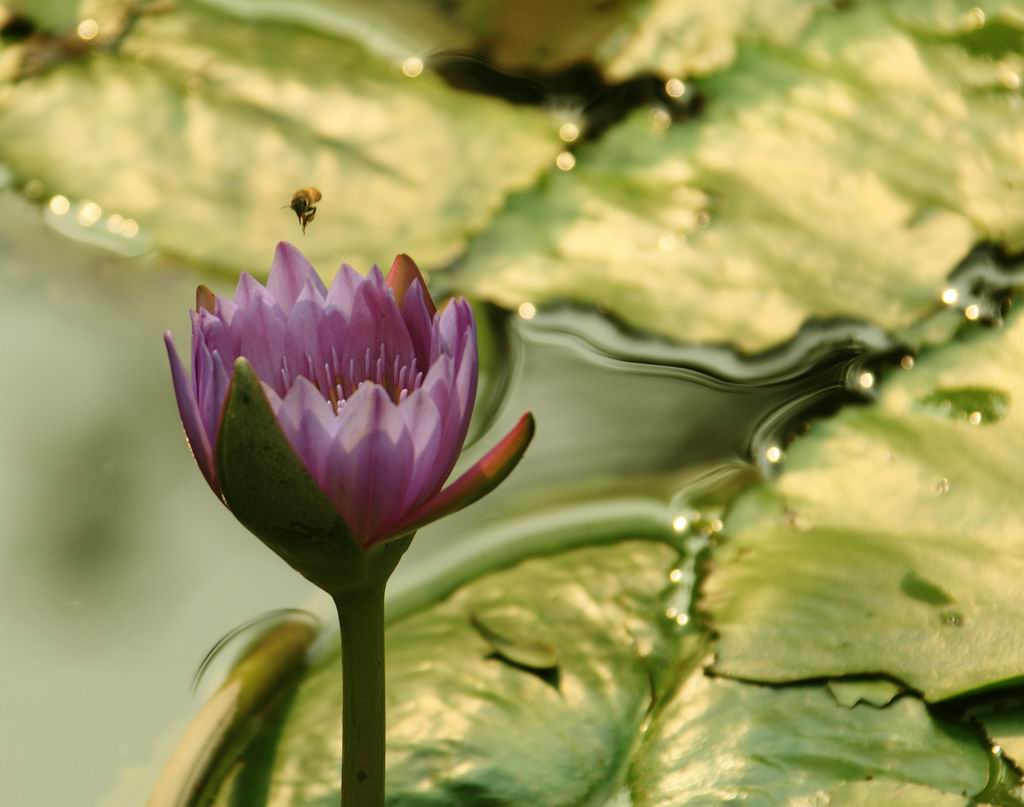 睡莲与蜜蜂 摄影 蕊宝贝