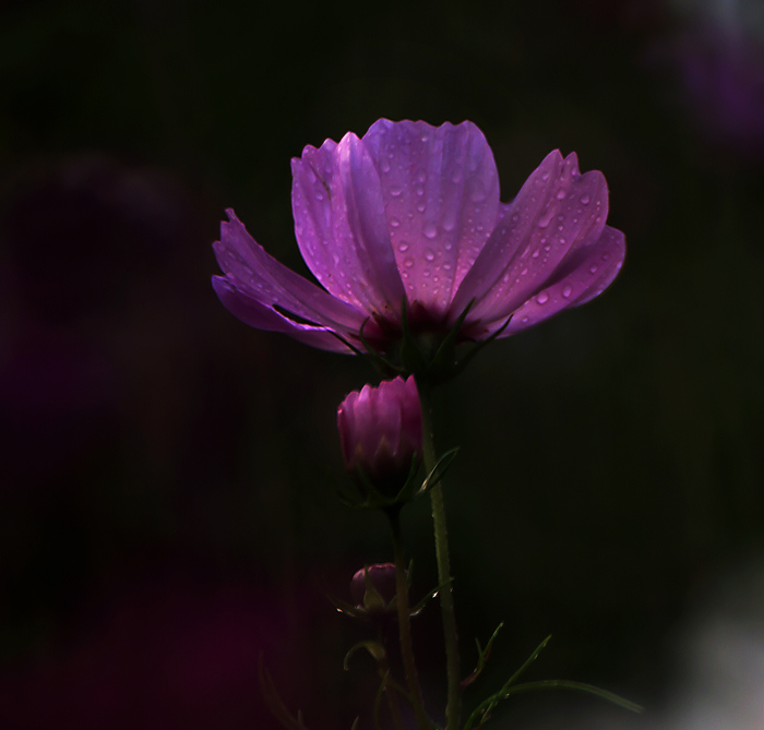 波斯菊10 摄影 本溪秋雨