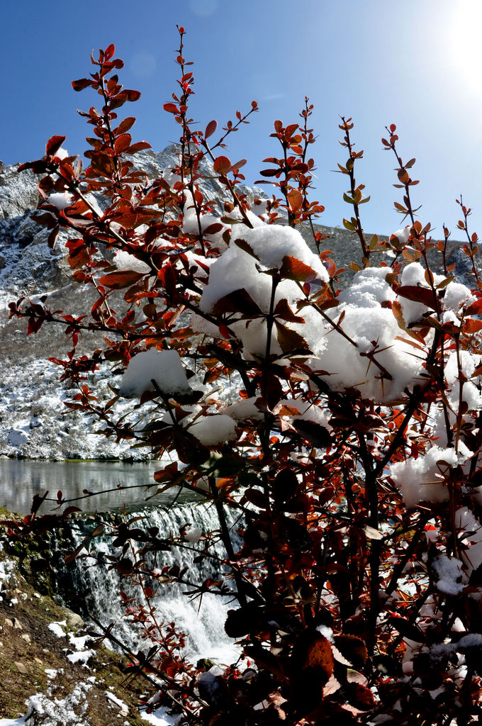 秋雪 摄影 花大华