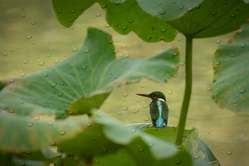 听雨 摄影 老树新芽