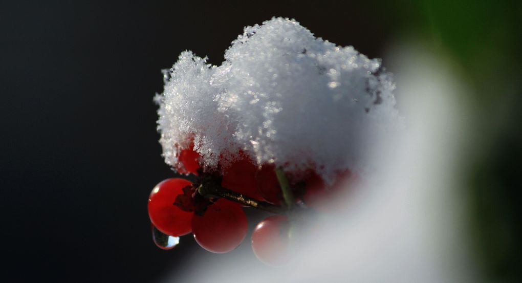 初雪 摄影 yudaye