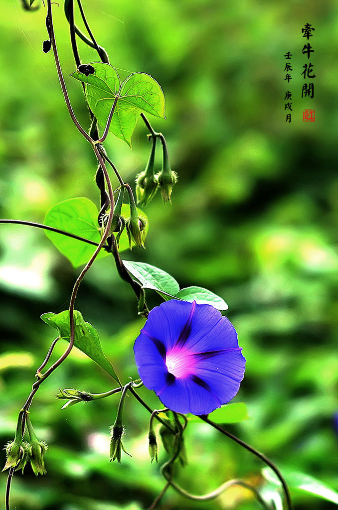 牵牛花开 摄影 彩色鼠标