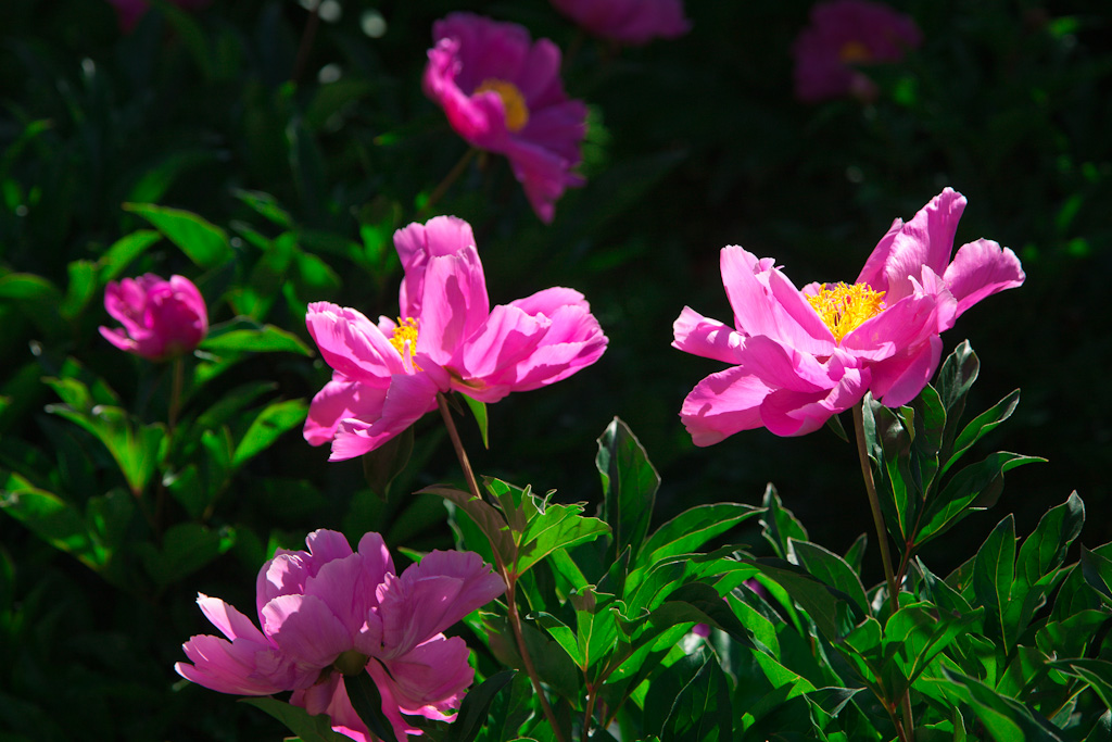 丝路行之甘州——花花草草 摄影 参宿七