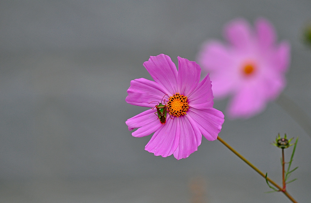 格桑花 摄影 轩辕剑5