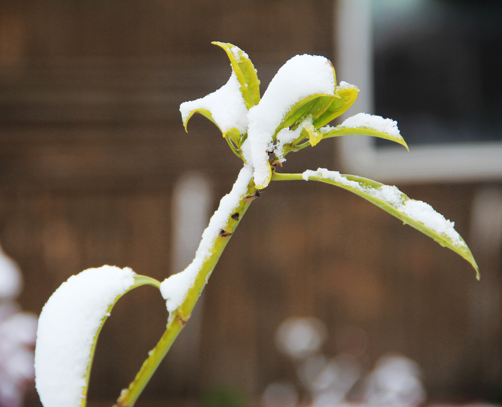 傲雪 摄影 新不老