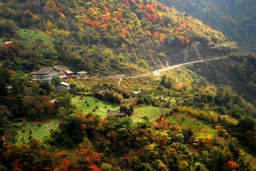 满山红叶 摄影 糖醋排骨