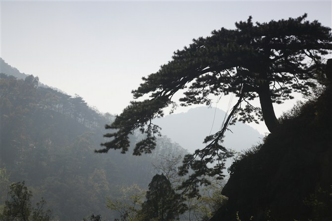 泰山顶上一青松 摄影 梅婕