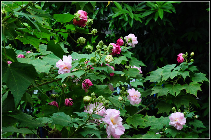 三醉芙蓉花 摄影 tjq