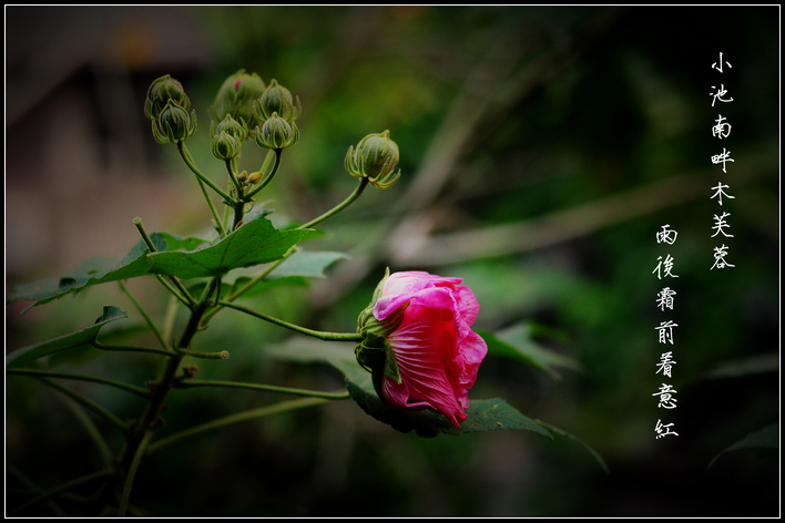 秋芙蓉 摄影 tjq