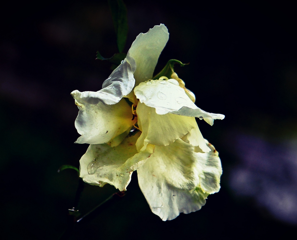 秋雨残花 摄影 实在人