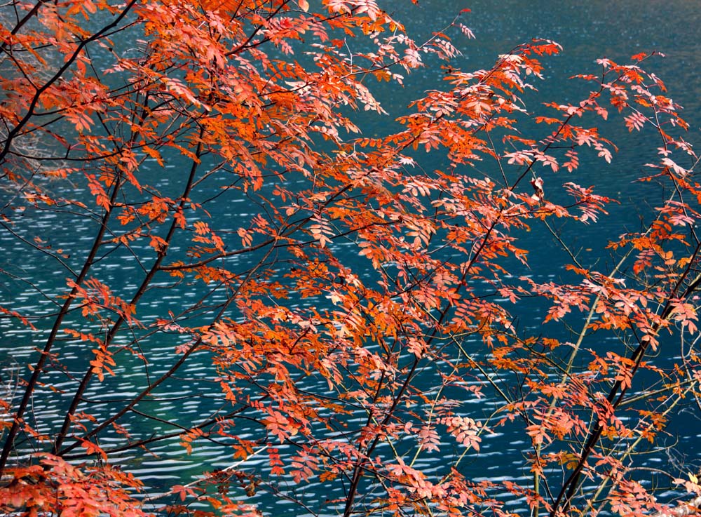 碧水红叶 摄影 友雲