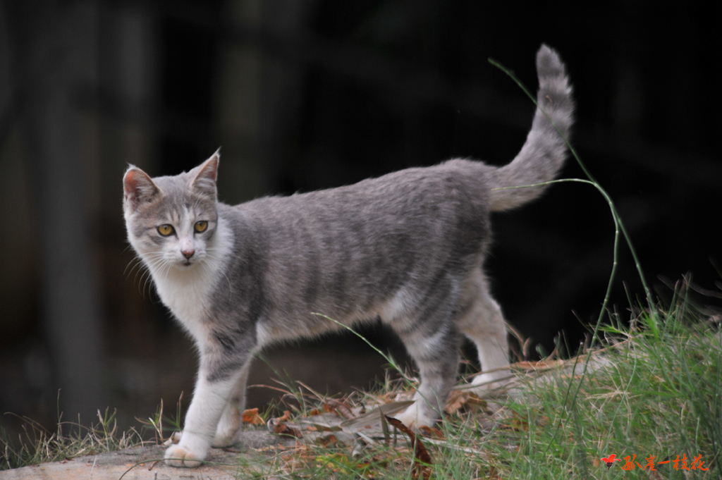 小猫 摄影 孤崖一枝花