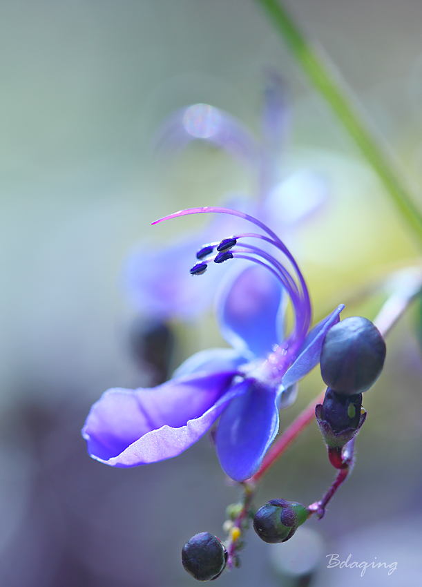 蓝蝴蝶 摄影 Bdaqing