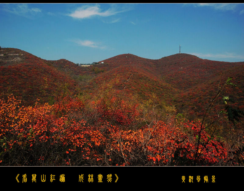 《看万山红遍 成林尽然》 摄影 黄河之风