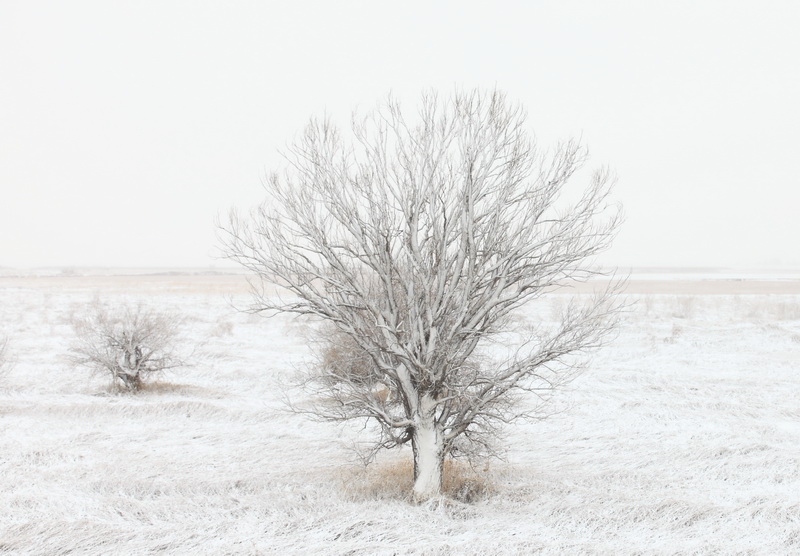 第一场雪 摄影 塞外鹰