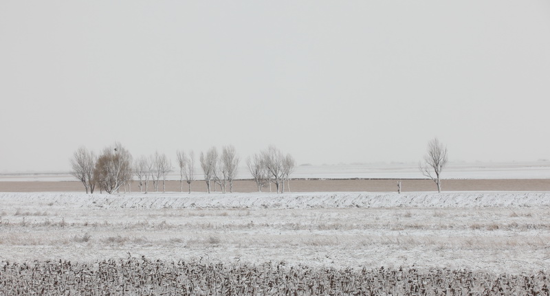 2012年的第一场雪 摄影 塞外鹰