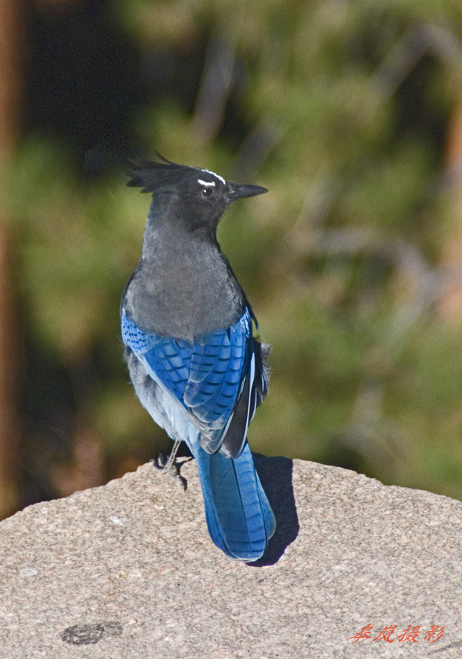 落基山國家公園-STELLER'S JAY 摄影 皋岚