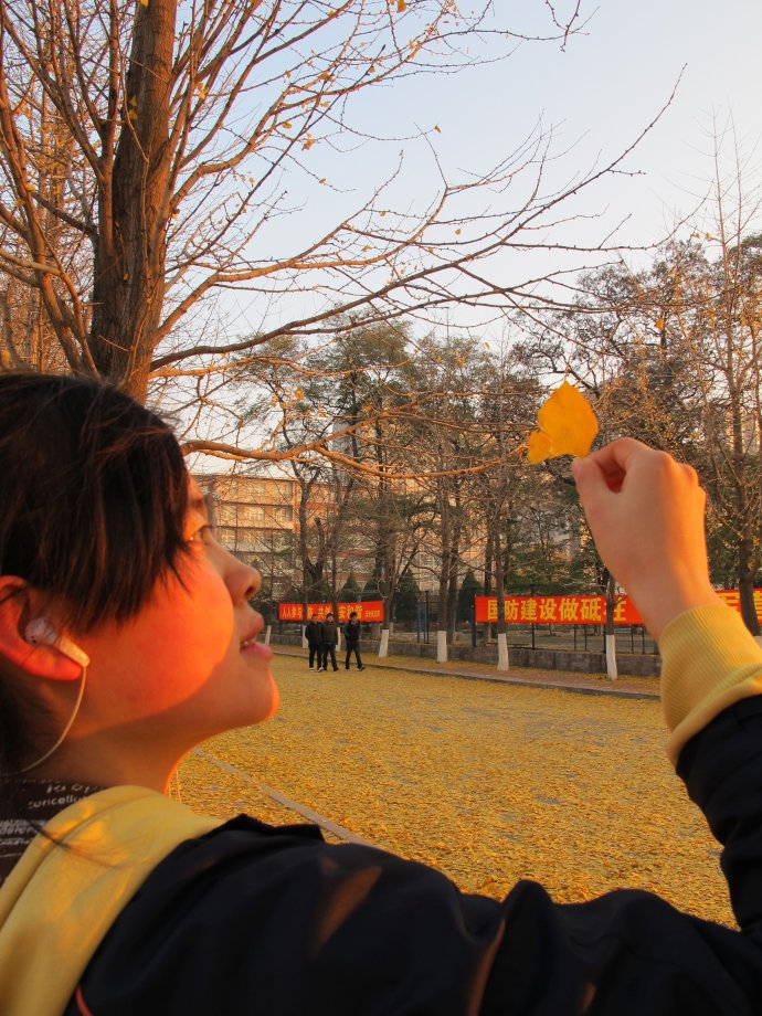 银杏林 摄影 叶枫红