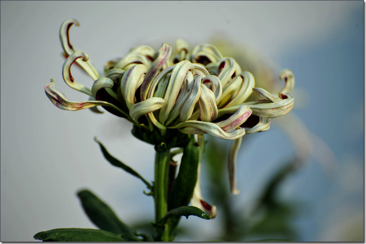 秋菊3 摄影 浩龙之韵