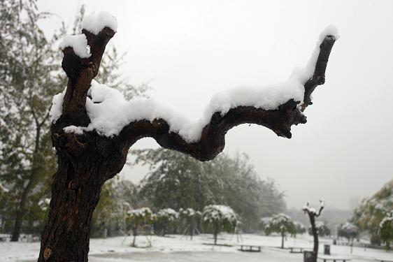 舒展 摄影 雪山雪豹