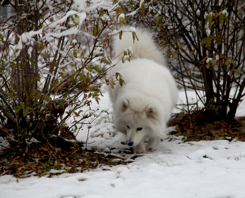 121106雪 摄影 xqz