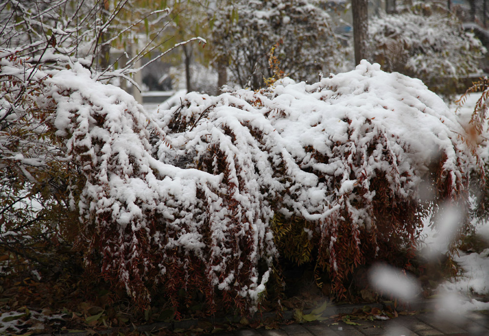 一场雪一场寒 摄影 xqz