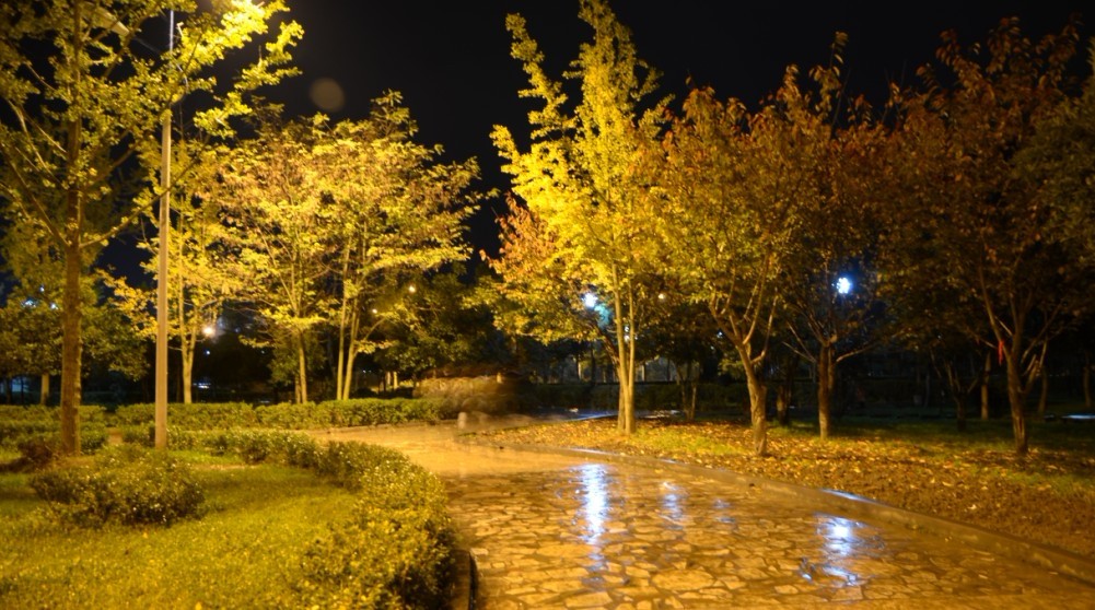 雨后广场 摄影 胳膊上的蚂蚁