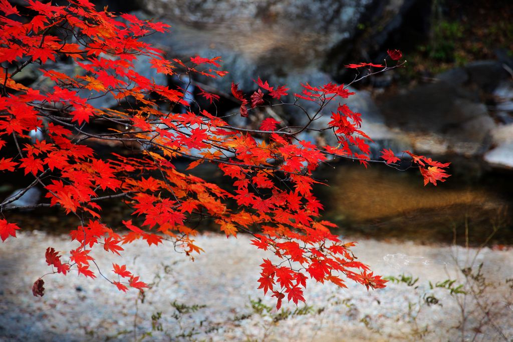 霜叶红于二月花-25 摄影 柏岩