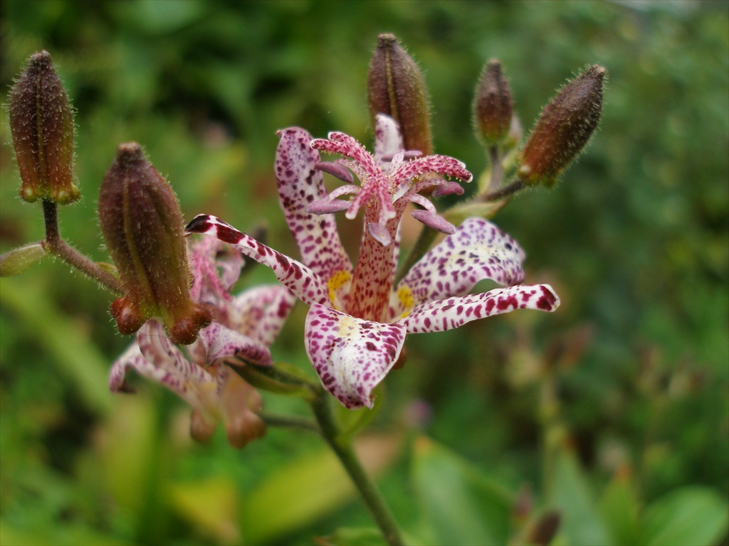 Toadlily heart 摄影 极基格