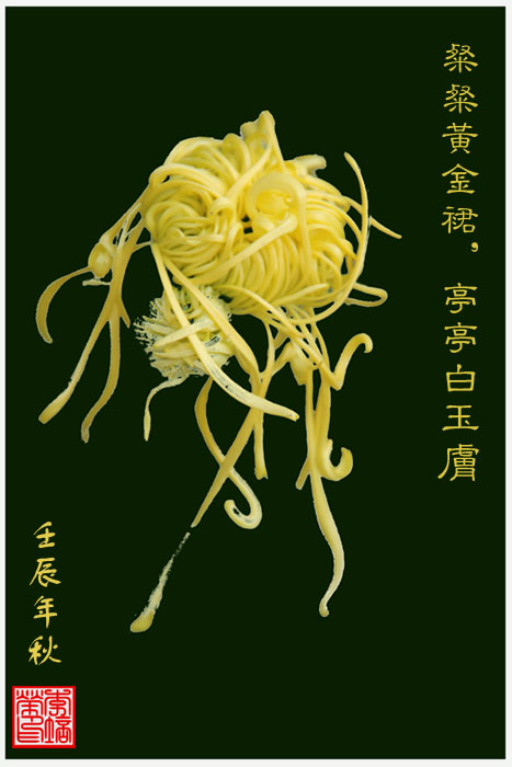 菊 摄影 芳草天涯