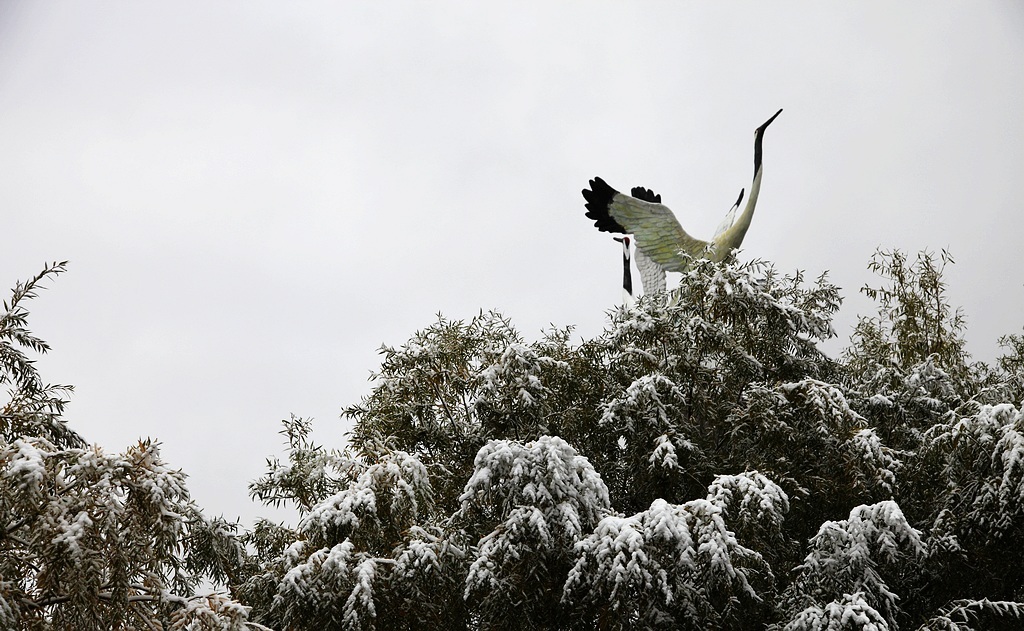 瑞雪翔鹤（祥和） 摄影 秋水孤鹜