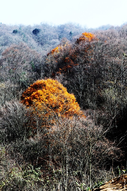 秋天尾声 摄影 启顺