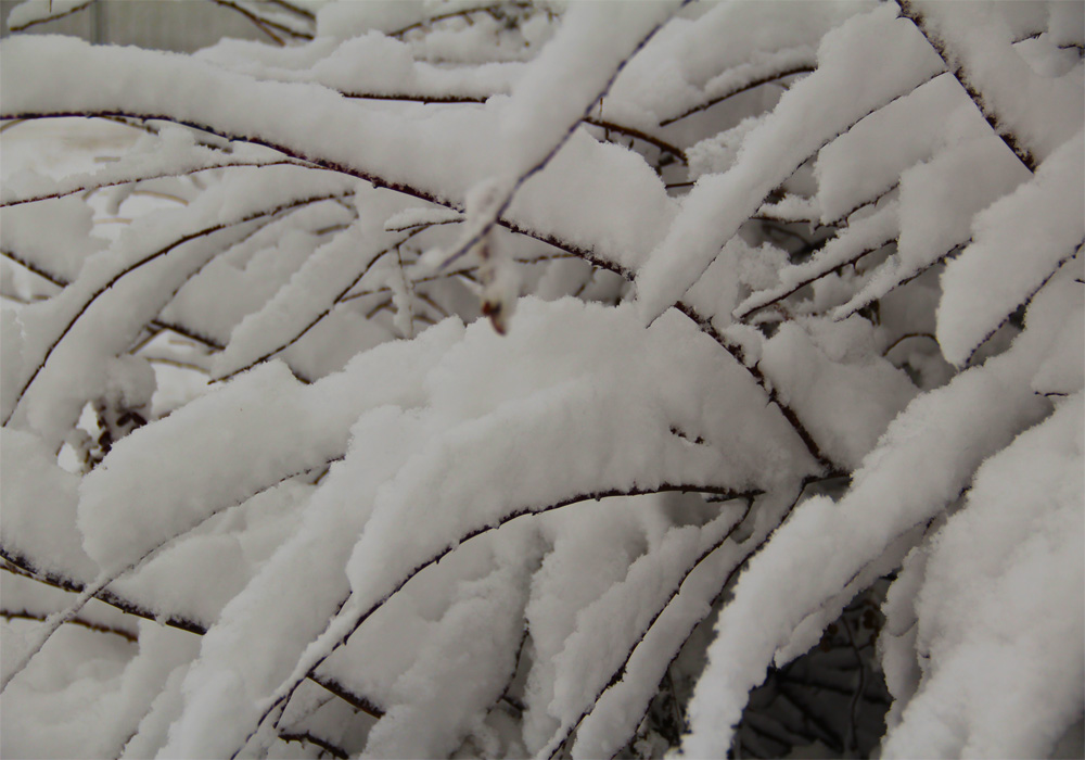 雪 摄影 牛牪犇