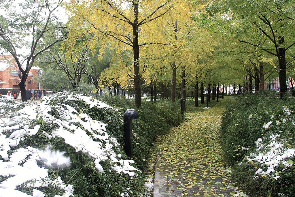 京城初冬雪景 6 摄影 TT1948