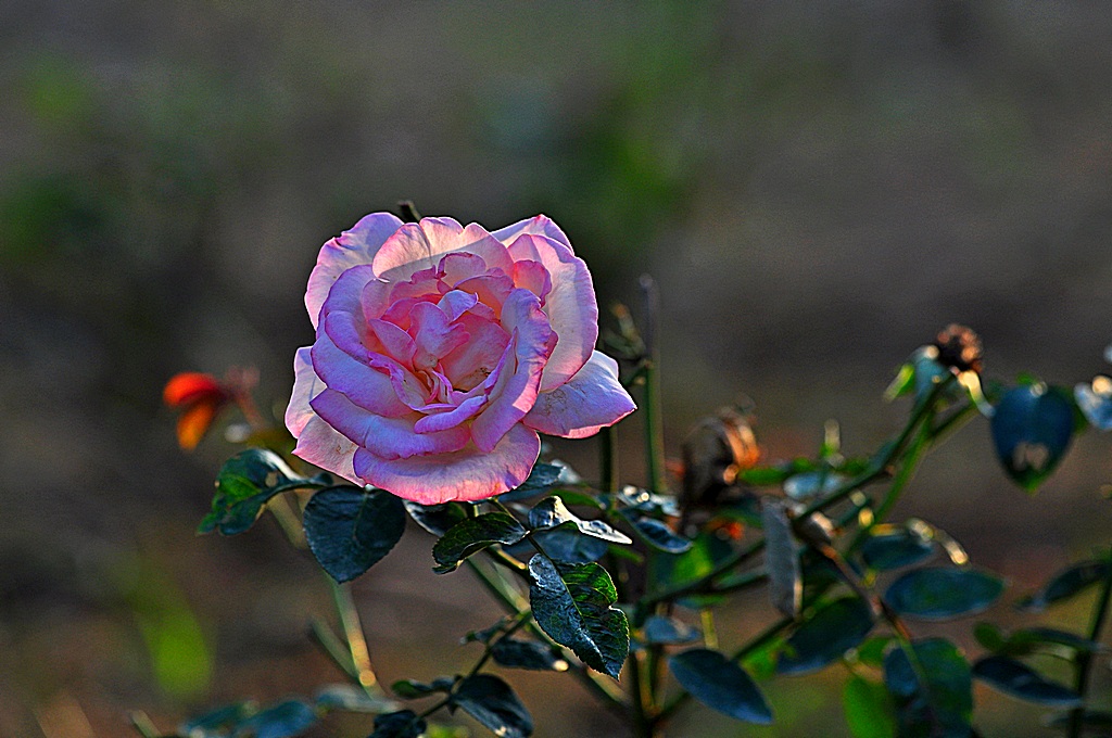 玫瑰花 摄影 轩辕剑5