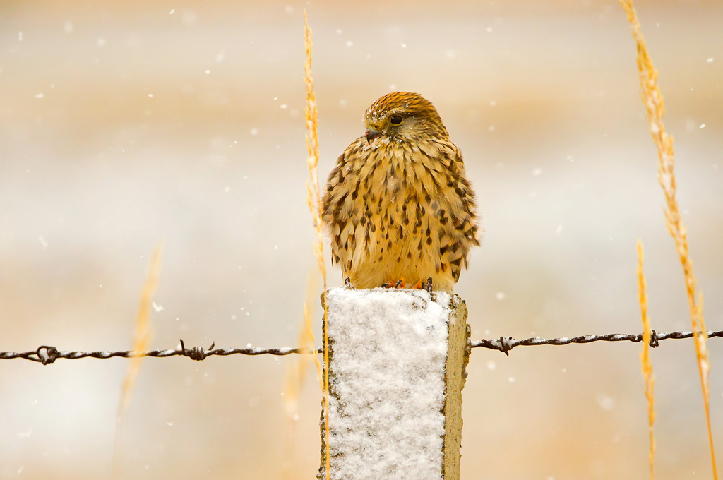 雪中红隼 摄影 风象之谷