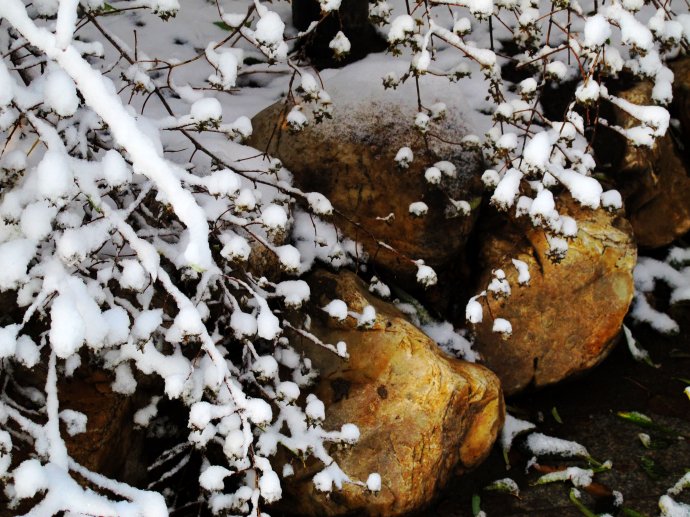 初雪 摄影 叶枫红