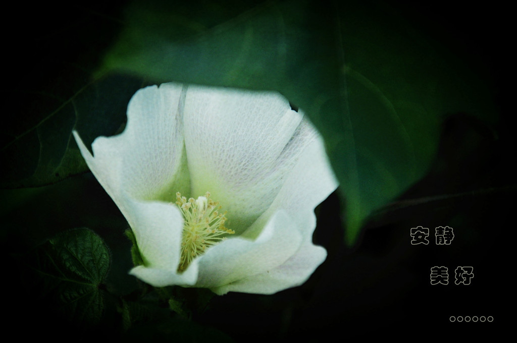 棉花的花 摄影 绿柔