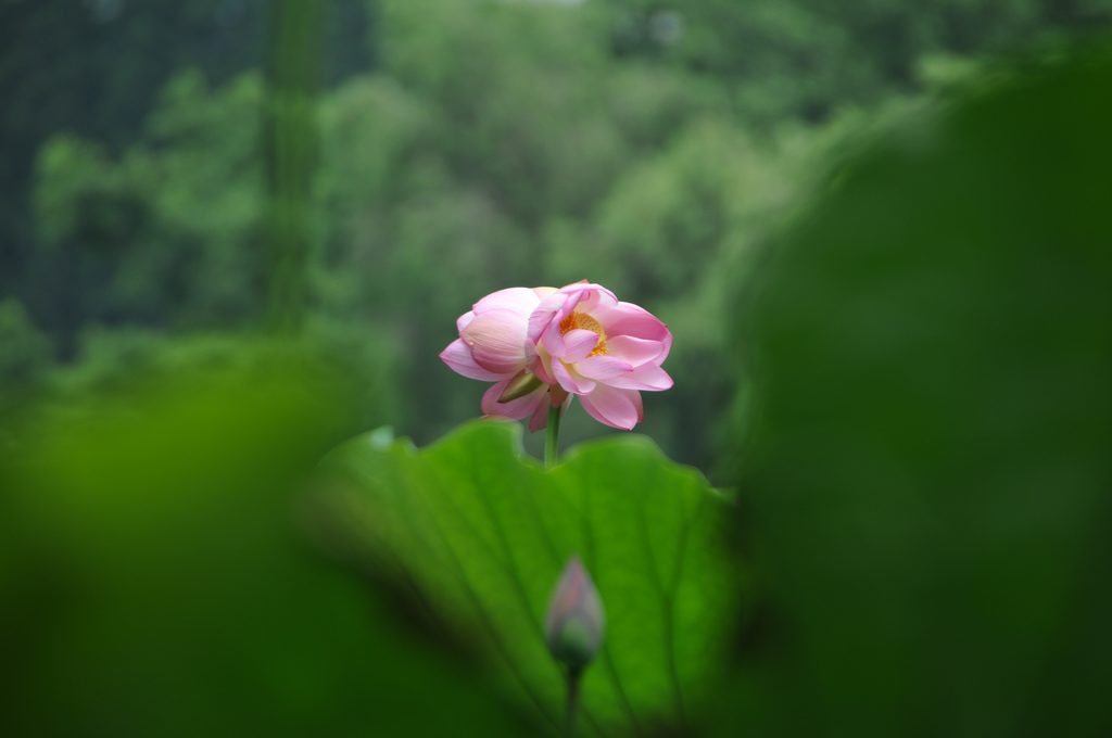 并蒂莲花 摄影 晓晓晓虎