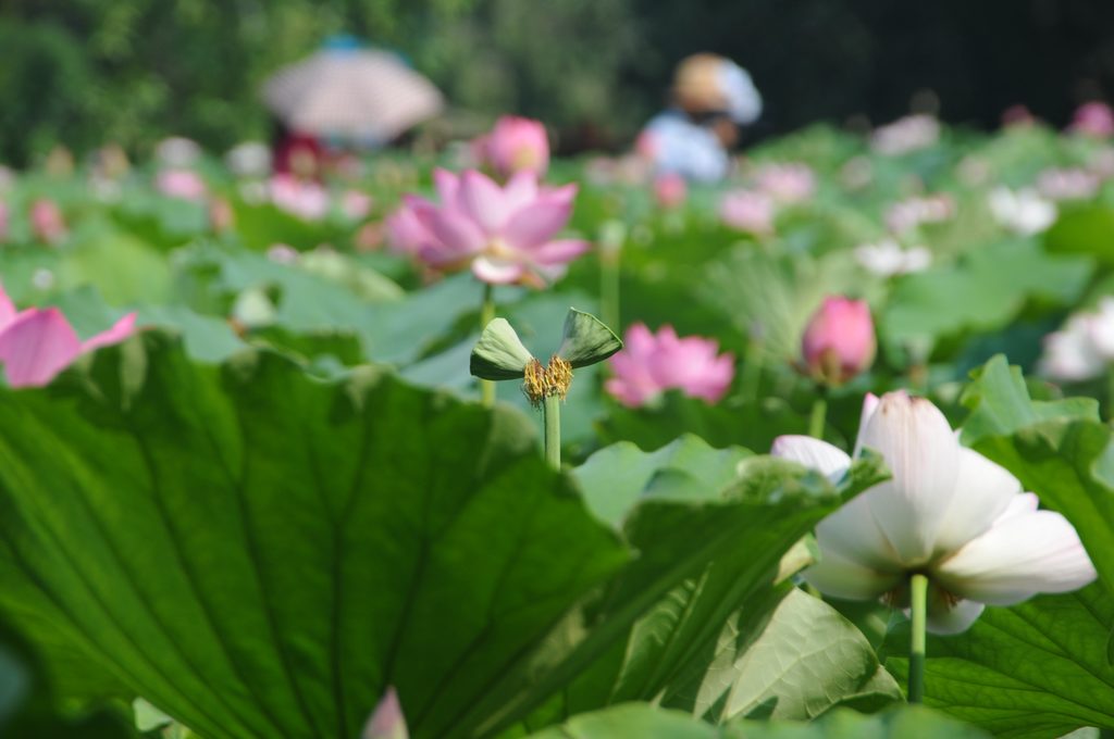 并蒂莲花 摄影 晓晓晓虎