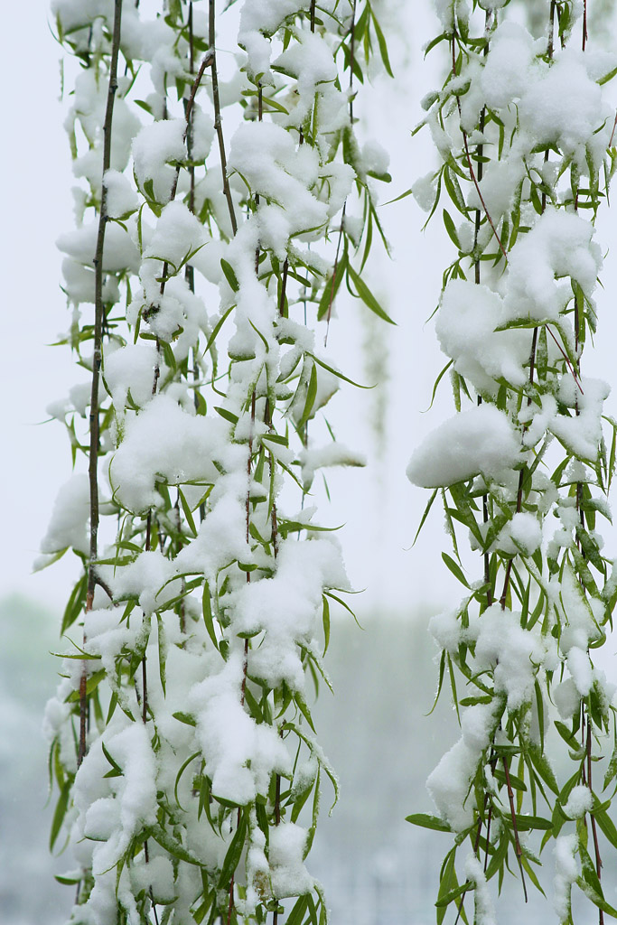 春雪8 摄影 晴霄遐翥