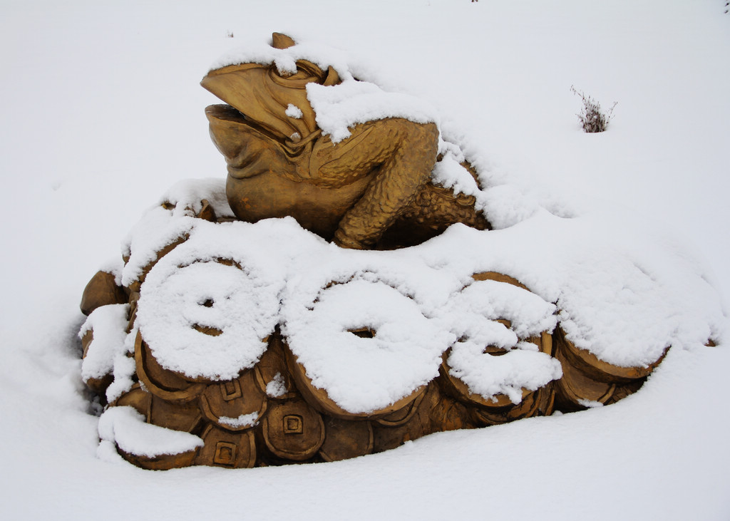 金蟾卧雪 摄影 新不老