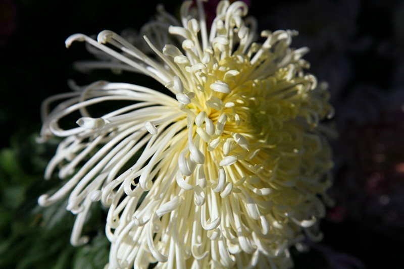 秋の菊3 摄影 唐泊虎