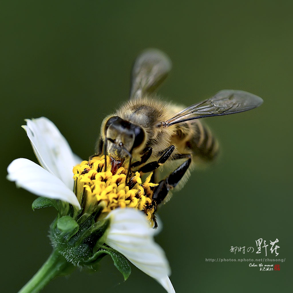 那时の野花a 摄影 彩色鼠标