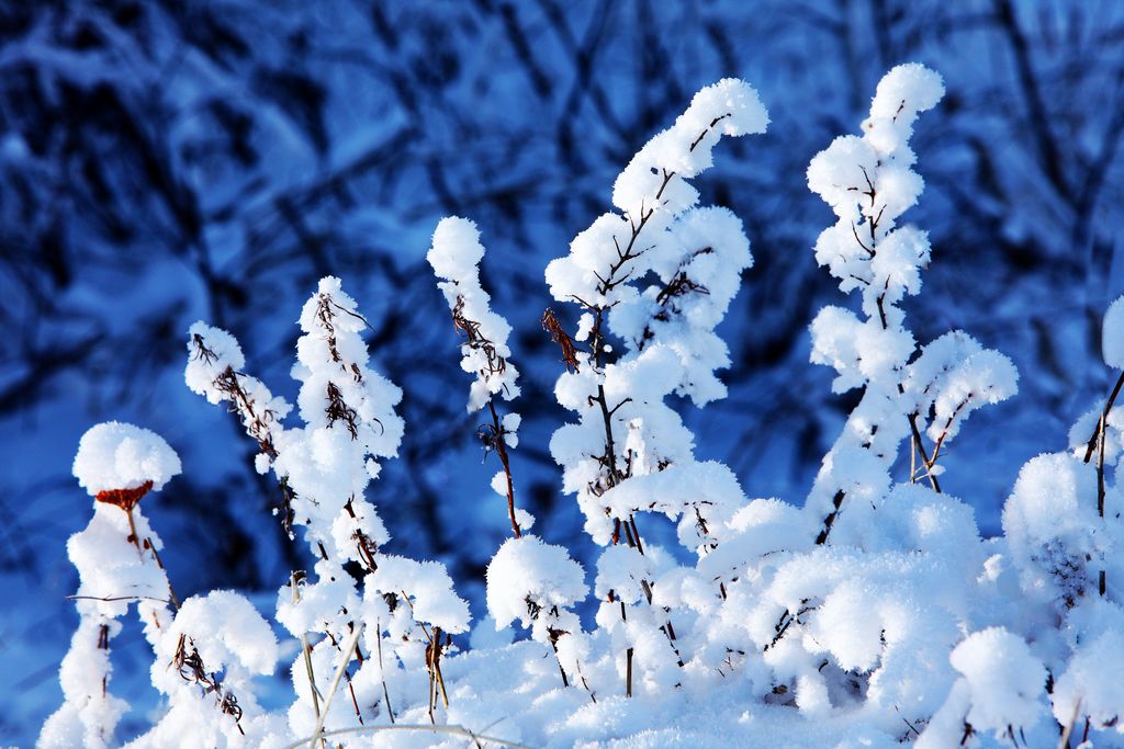 《雪绒花》 摄影 骑兵一员