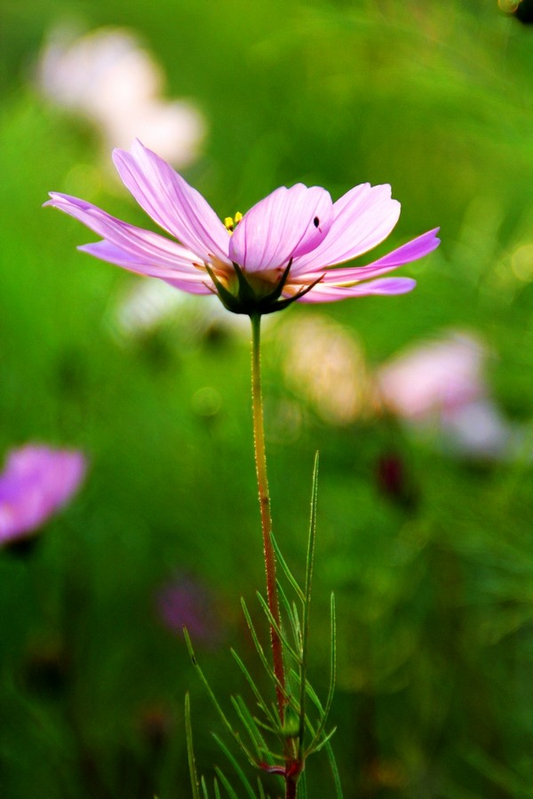 格桑花花。。 摄影 吉鸟