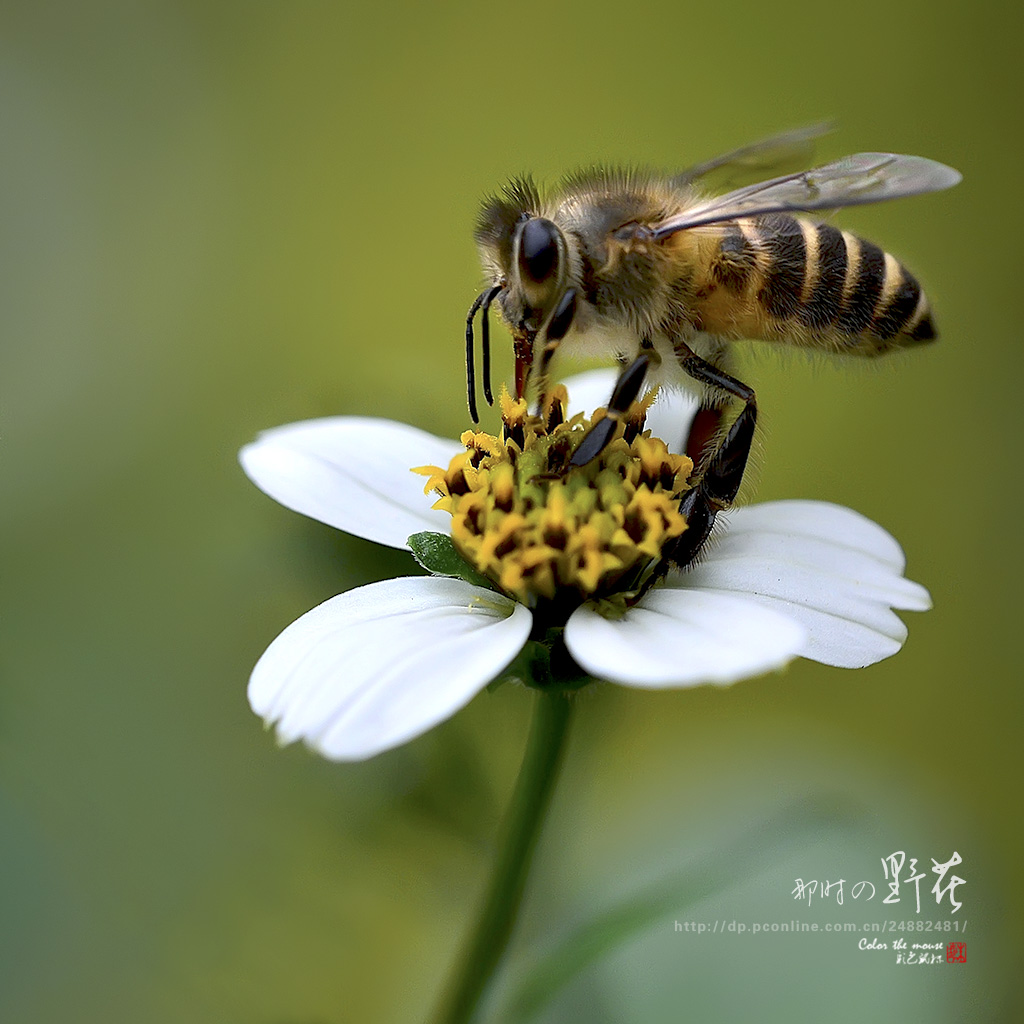 那时の野花c 摄影 彩色鼠标