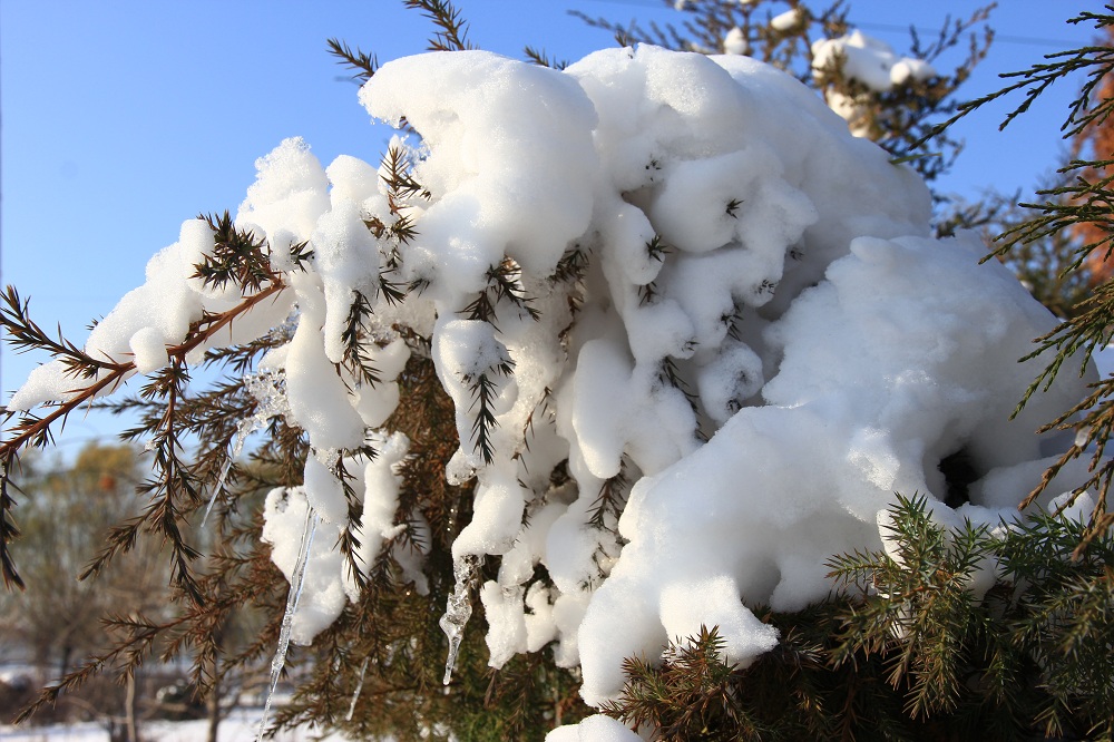 雪 摄影 小白剪影