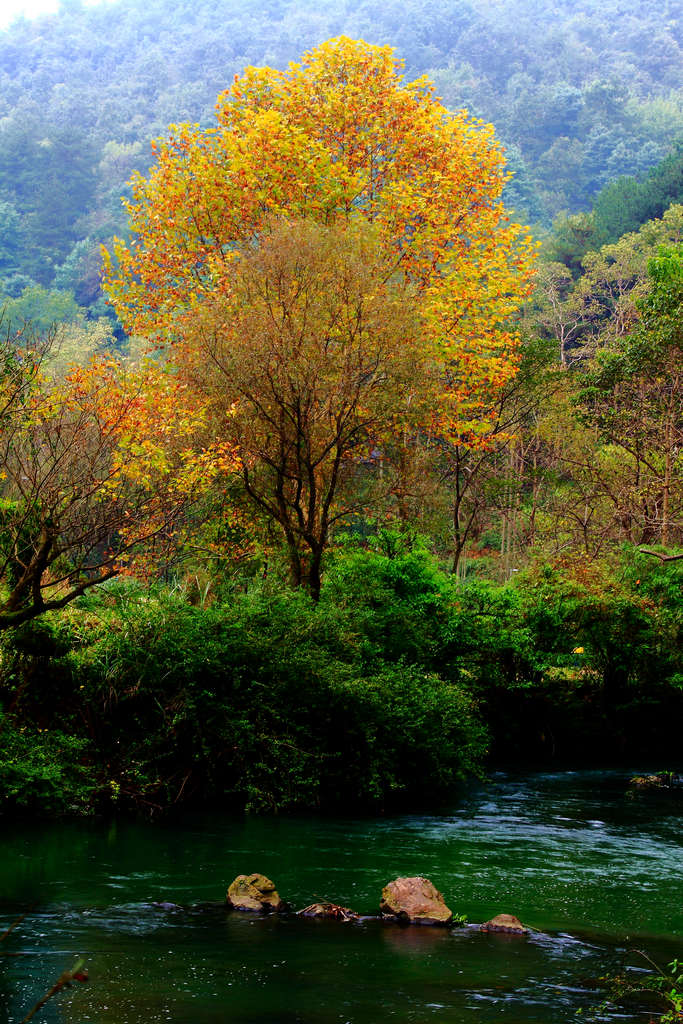 秋色美 摄影 黔山秀水