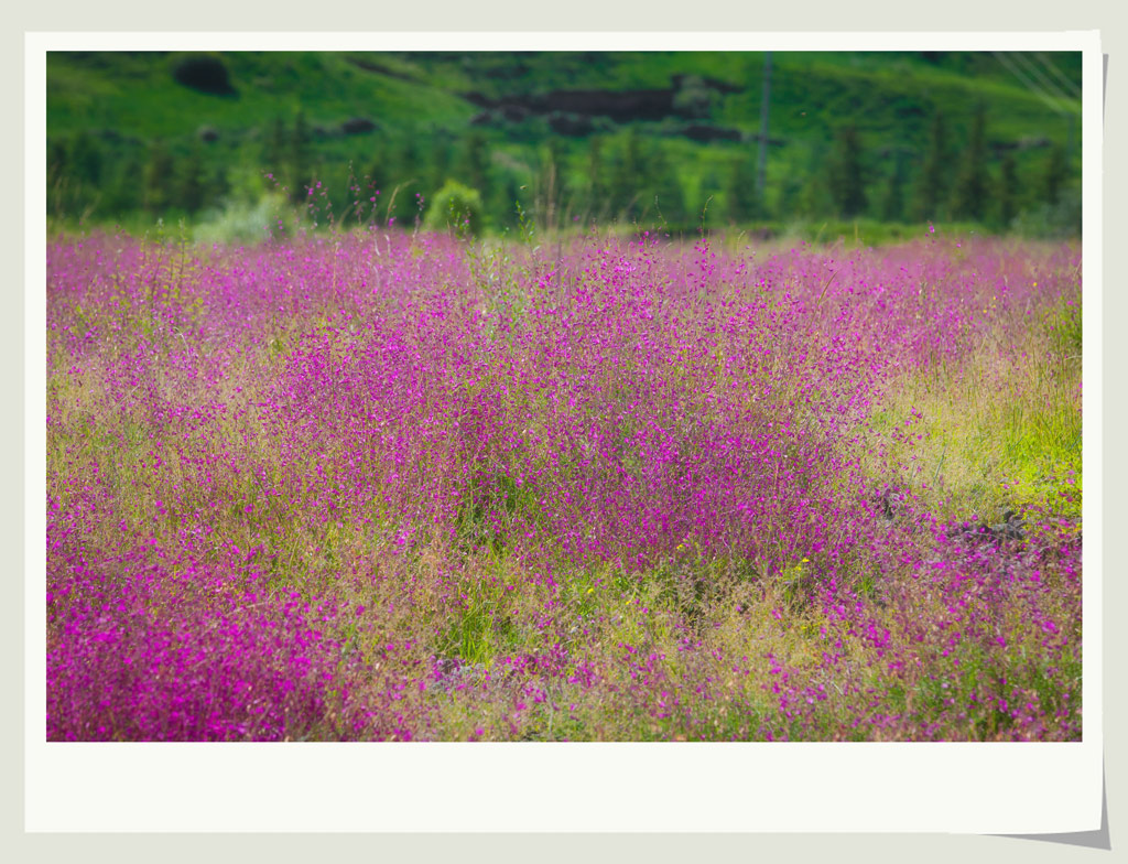 丝路行之甘州——花花草草 摄影 参宿七